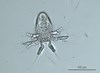 Photo of Copepoda: larval stages